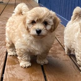 Cavapoos from Tatyana's Cavapoos