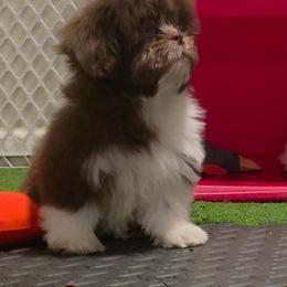 Boy Two light blue collar - Brindle and white male Shih Tzu puppy in New Bern, North Carolina from Kuddly Creatures