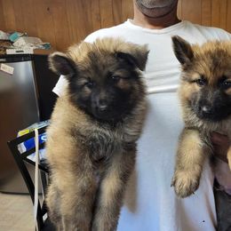 Gigi - German Shepherd