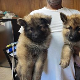 Gigi - German Shepherd