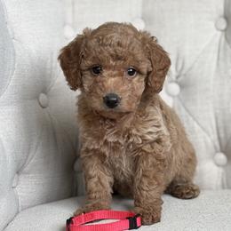 Lula( Red collar) - Red  female Goldendoodle puppy in Skamokawa, Washington from East Valley Pups