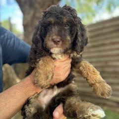 Leo - Goldendoodle puppy from Simply Doodles Ojai