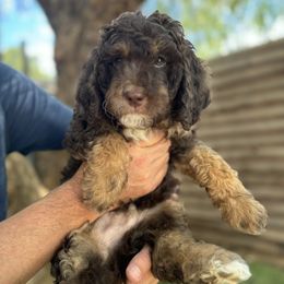 Leo - Goldendoodle puppy from Simply Doodles Ojai