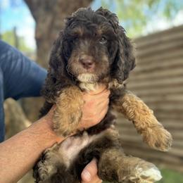 Leo - Goldendoodle puppy from Simply Doodles Ojai