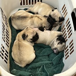 Pug Puppies from Garrick’s Precious Pugs