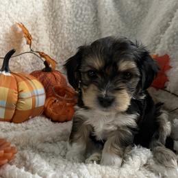 Morkies from Georgias Finest Puppies