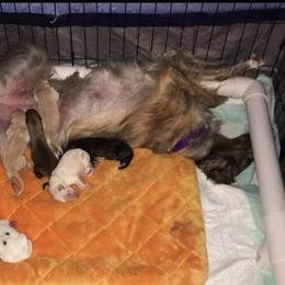 Borzoi and Silken Windhound Puppies from Perla Silken Windhounds & Borzoi