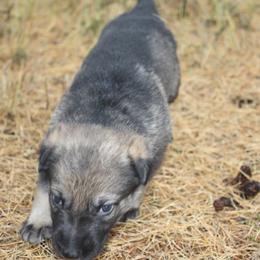 German Shepherd Puppies from Thornock Shepherds
