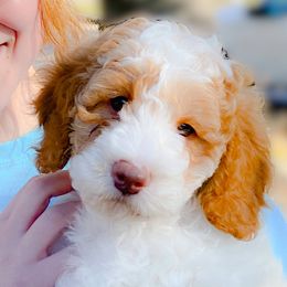 Australian Labradoodles from Strawberry Fields Labradoodles