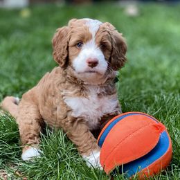 Australian Labradoodle Puppies from Cascade Canyon Labradoodles