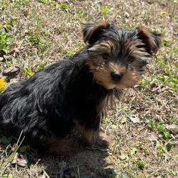 Ash - Black and tan male Yorkshire Terrier puppy in Newark, Ohio from Champagne Charm Yorkies
