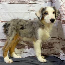 Boots - Blue merle male Miniature American Shepherd puppy in Clinton, Missouri from Mockingbirds American Minis