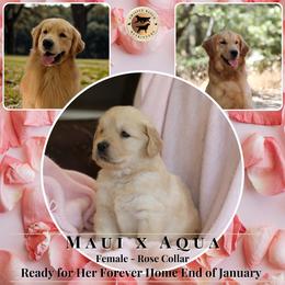 Rose Collar Female - Light golden female Golden Retriever puppy in Fair Oaks, California from Twisted Ranch Retrievers