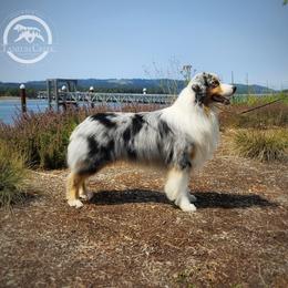 Wyatt - Australian Shepherd