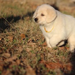Golden Retriever Puppies from Golden Barnes Kennel