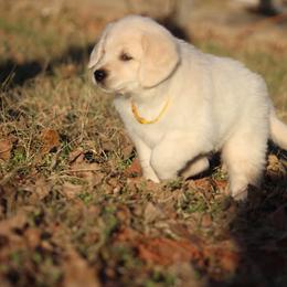 Golden Retriever Puppies from Golden Barnes Kennel