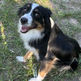Maddie - Miniature American Shepherd
