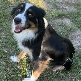Maddie - Miniature American Shepherd
