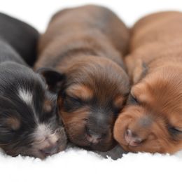 Dachshund puppies from Sunnyside Dachshunds