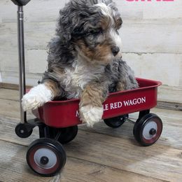 Fir - Blue merle female Bernedoodle puppy in Cambridge, Minnesota from Country Meadow Doodles