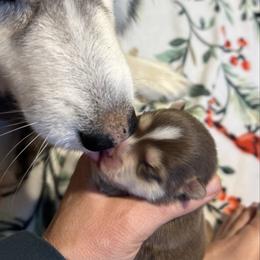Blaine - Chocolate female Pomsky puppy in Rathdrum, Idaho from Smart Pomskies and Frenchies