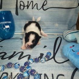Zephyr - Black parti male Pomeranian puppy in Weatherford, Texas from Jeweled Poms