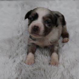 Freeway - Blue merle male Toy Australian Shepherd puppy in Central Islip, New York from Fifth Avenue Australian Shepherds