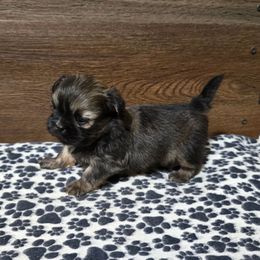 Boy 2 - Gold male Shih Tzu puppy in Meadows Of Dan, Virginia from Walt’s Shih Tzus