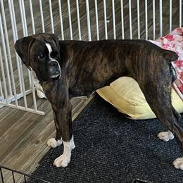 Midna - Boxer