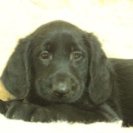 Nikki - Black male Labradoodle puppy in Apache Junction, Arizona from Loving Doodle