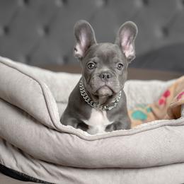 Tinman - Blue male French Bulldog puppy in Austin, Texas from Ward's Frenchies 2 Yours