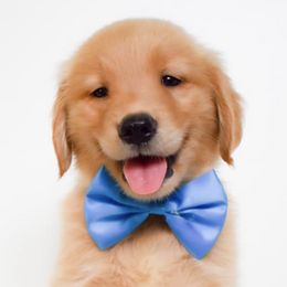 Golden Retrievers from Buck Family Farm Golden Retrievers