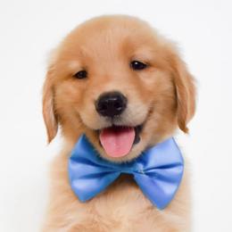 Golden Retrievers from Buck Family Farm Golden Retrievers