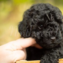 Poodle Puppies from Northwest pets Poodles