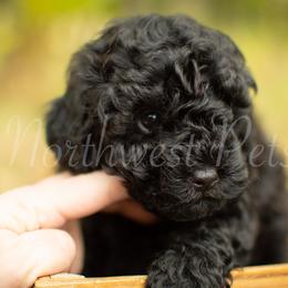 Poodle Puppies from Northwest pets Poodles