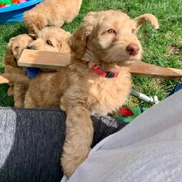 Goldendoodle Puppies from Lundee Doodles