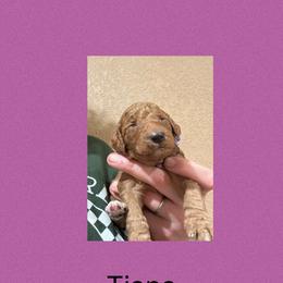 AKC  Standard poodle Tiana - Red  female Poodle puppy in Harrisburg, Arkansas from Ransone’s Ridge Runners Poodles and Doodles