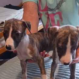 Boy 3 - Fawn brindle male Whippet puppy in Virginia from RAJOPA WHIPPETS