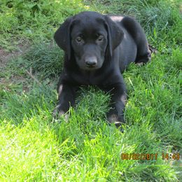 German Shepherd and Labrador Retriever Puppies from RJS Kennels