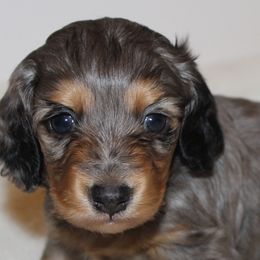 Dachshunds from Diamond K Miniature Dachshunds