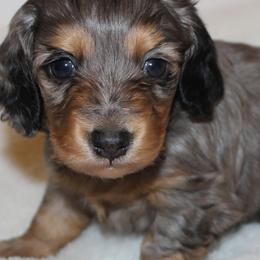 Dachshunds from Diamond K Miniature Dachshunds