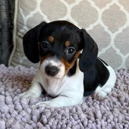 AKC Boy 2 - Piebald male Dachshund puppy in Joshua Tree, California from Desert Dreams Ranch