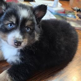 Vince - Black and white male Pomsky puppy in Elgin, Oregon from Kenna'z Kuddly Pomskiez