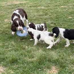 English Springer Spaniel Puppies from Soaring Springers