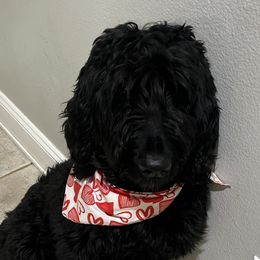 Goldendoodles from McDoodles