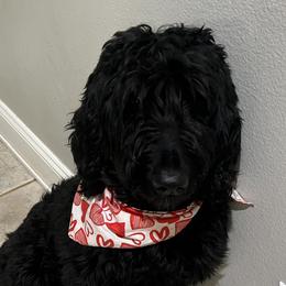 Goldendoodles from McDoodles