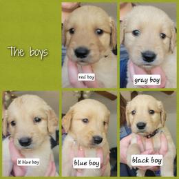 Male puppy - Golden male Golden Retriever puppy in Lakewood, Washington from Lenhart Goldens