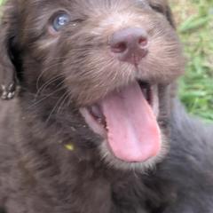 Newfypoo Puppies from Green Acres Newfypoos