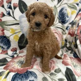 Dolly - Red  female Goldendoodle puppy in Annville, Pennsylvania from Bellegrove Goldendoodles