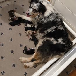 Girl 6 - Blue merle female Australian Shepherd puppy in Woodbridge, Connecticut from Somewhere in Thyme Aussies
